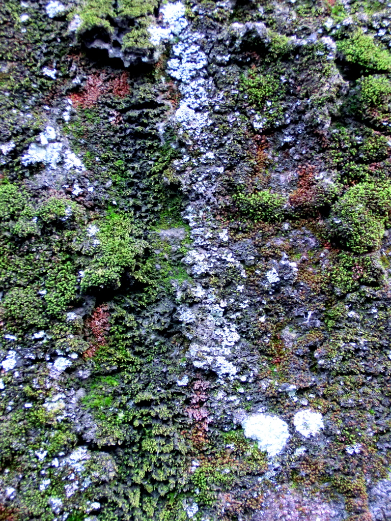 千住の車庫のブロック塀のギンゴケ