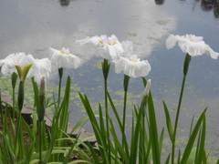 菖蒲池の水面の夏雲
