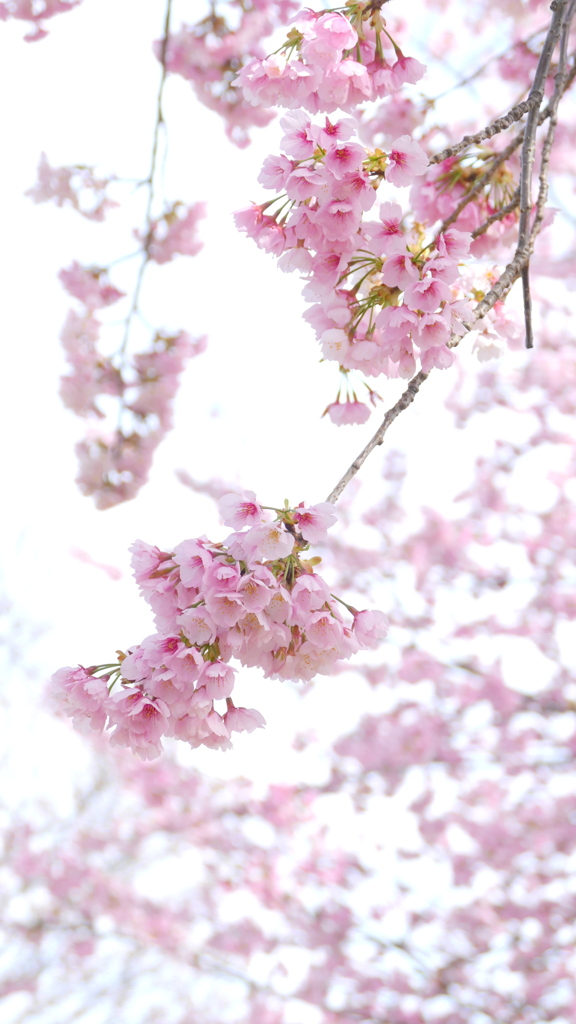 オオカンザクラの種類中生の