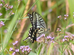 アレチハナガサの花に、アゲハ