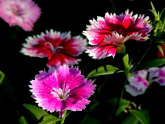 冬の陽光のダイアンサス