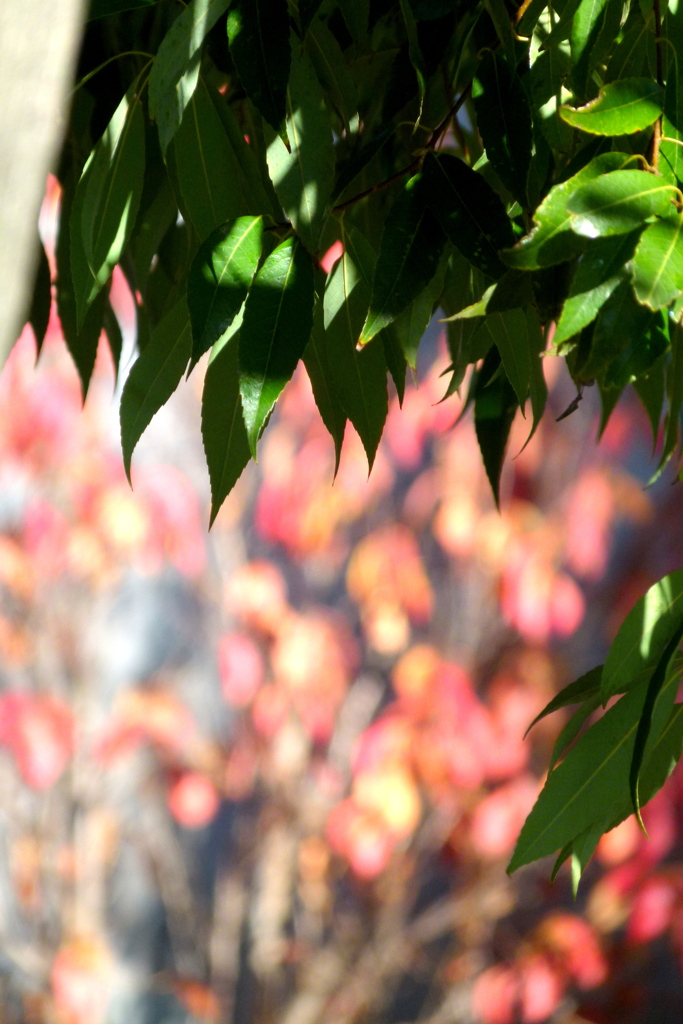 樫の常緑葉と天の川桜の紅葉