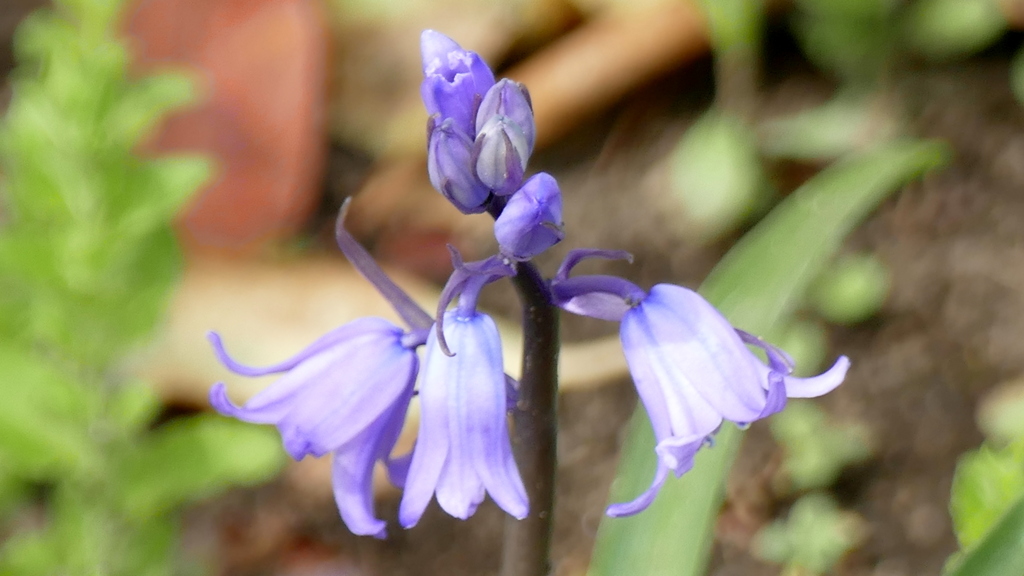 しらーしべりか