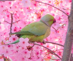 ワカケホンセイインコ