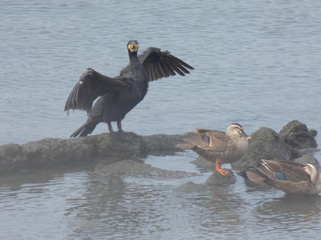 荒川小台ワンドの羽を広げたカワウとその下のカルガモ