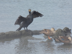 荒川小台ワンドの羽を広げたカワウとその下のカルガモ