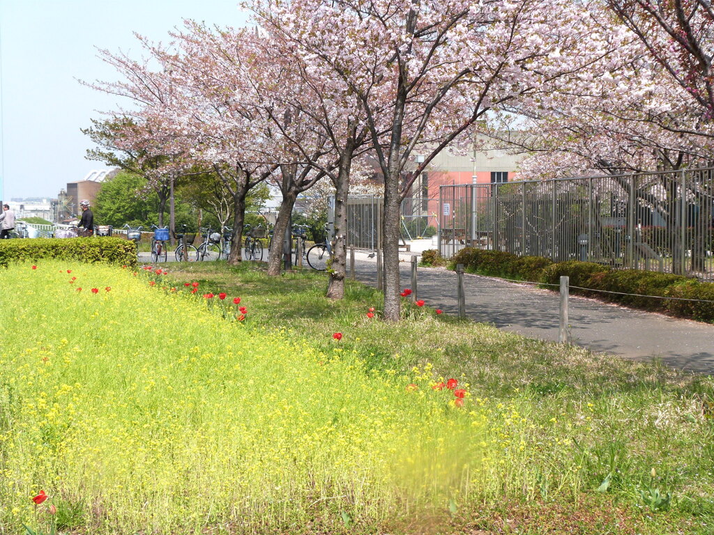 荒川堤五色桜碑のある、都市農業公園の土手側の桜
