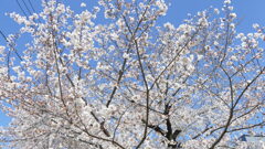 富嶽36景武州千住宿の染井吉野