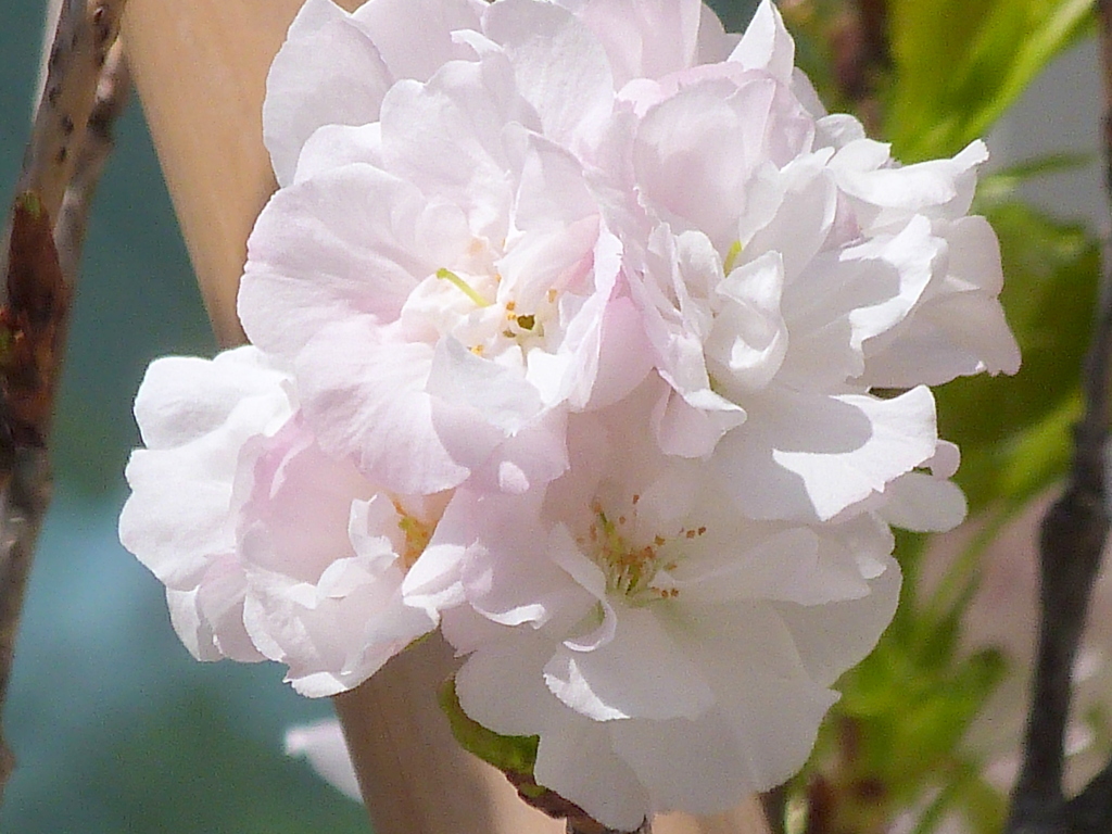 民家に植林されてる、天の川桜