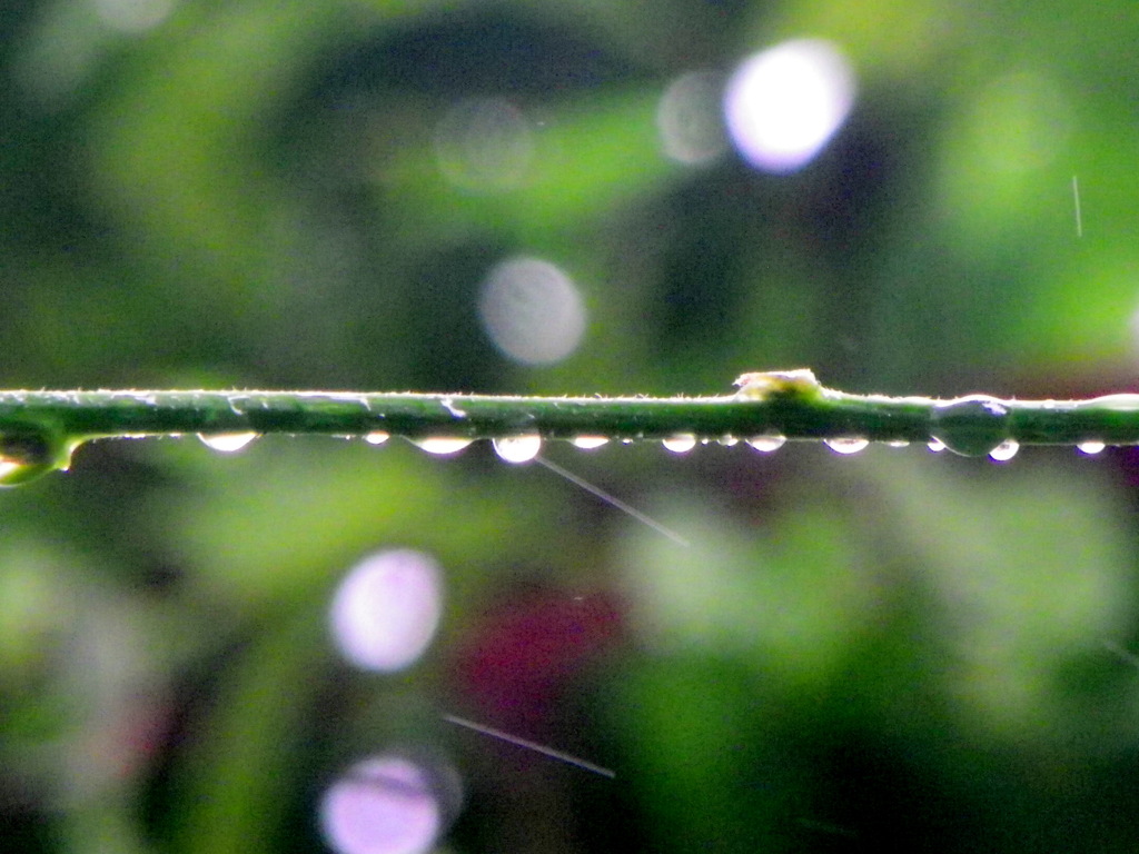 藤の枝の雨
