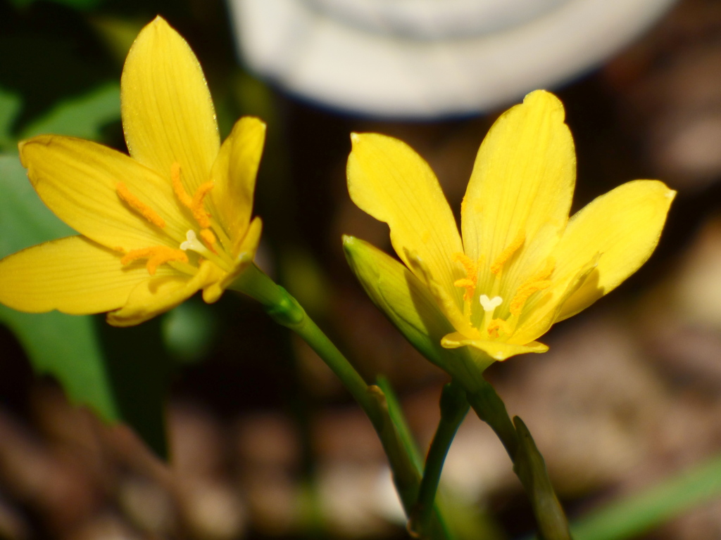 ステルンべルギア（キバナ玉すだれ）