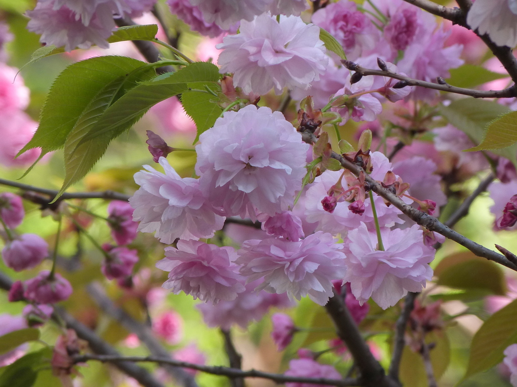 向島の菊桜も綺麗に咲いた。