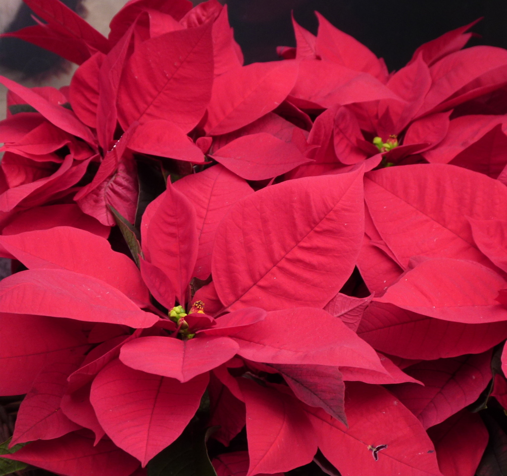 近所のポインセチア