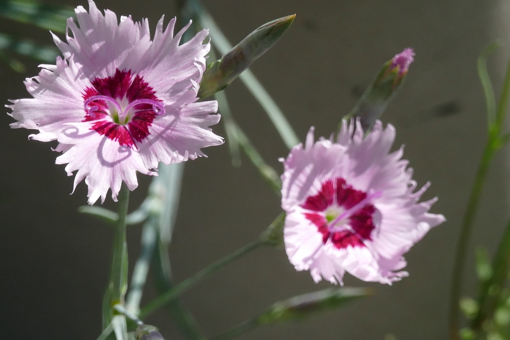 町屋の民家のダイアンサスナデシコ