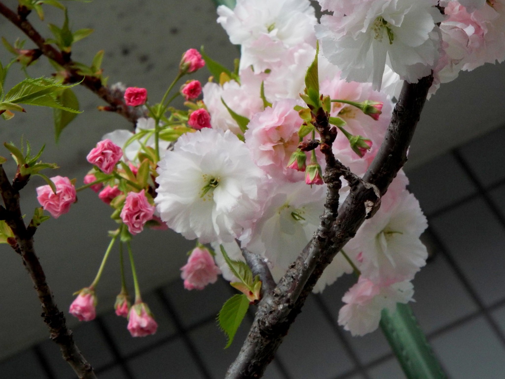 千住の松月桜