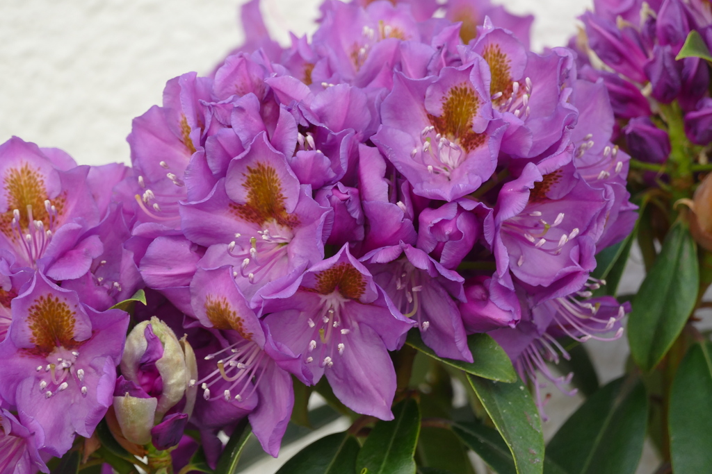 民家の紫のセイヨウシャクナゲ