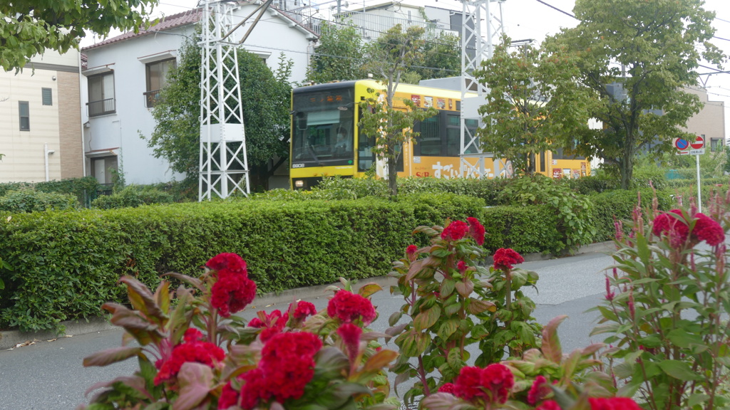 黄色い都電荒川線