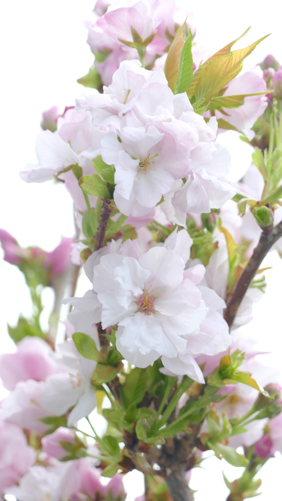 最近は街路に多い里ザクラの天の川