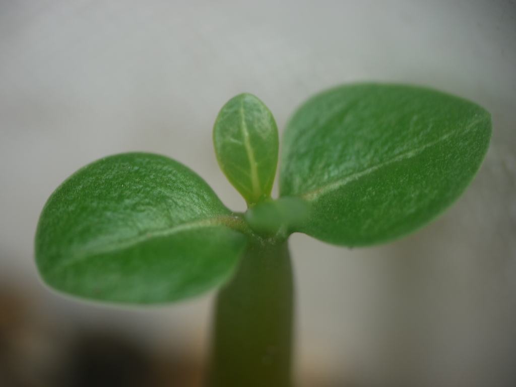 沙漠の薔薇アデニウムの発芽