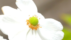 しゅうめいぎくのしべ