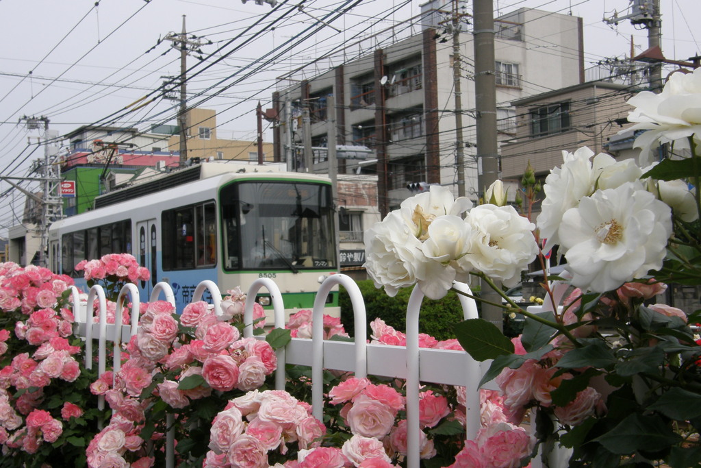 都電荒川線とばら