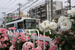 都電荒川線とばら