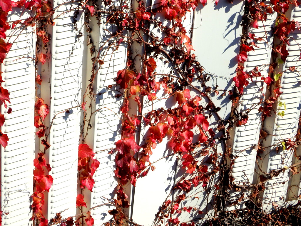 隅田川沿いのツタのある壁の家