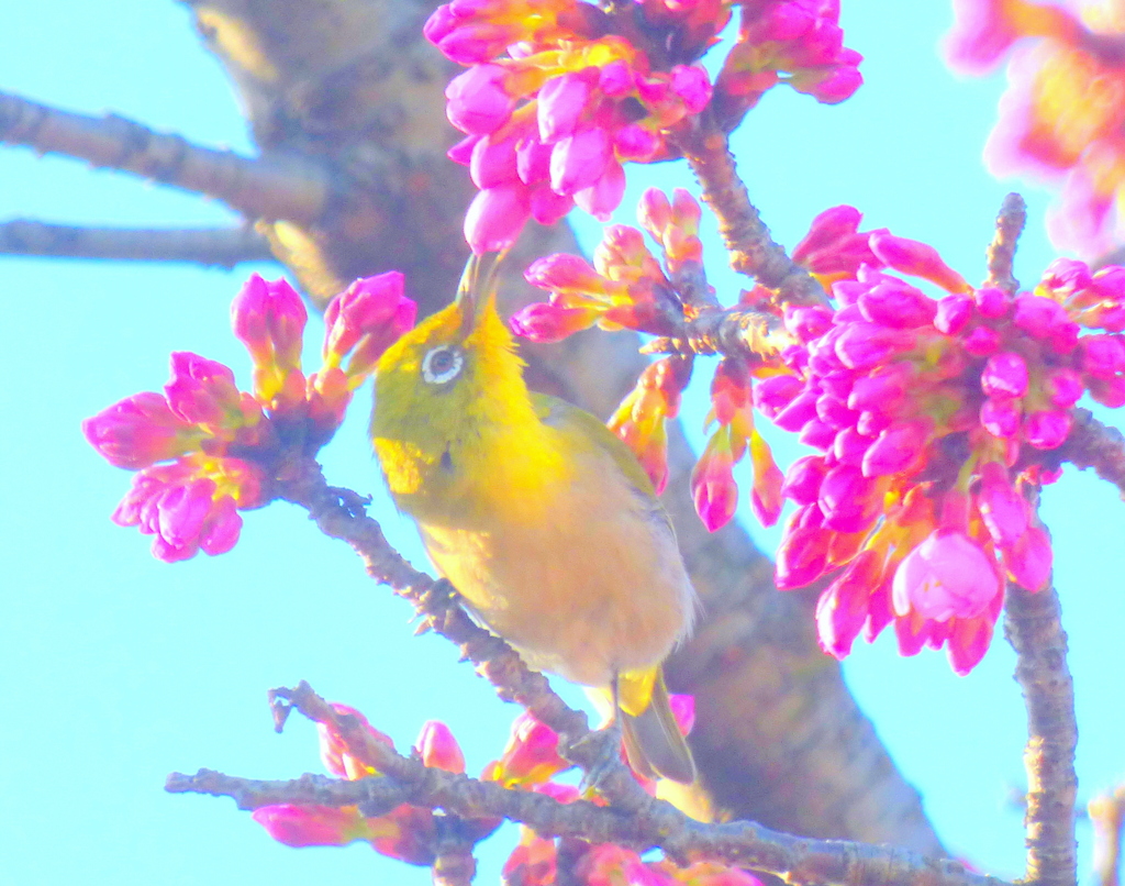 蜜を吸うのに忙しいメジロ