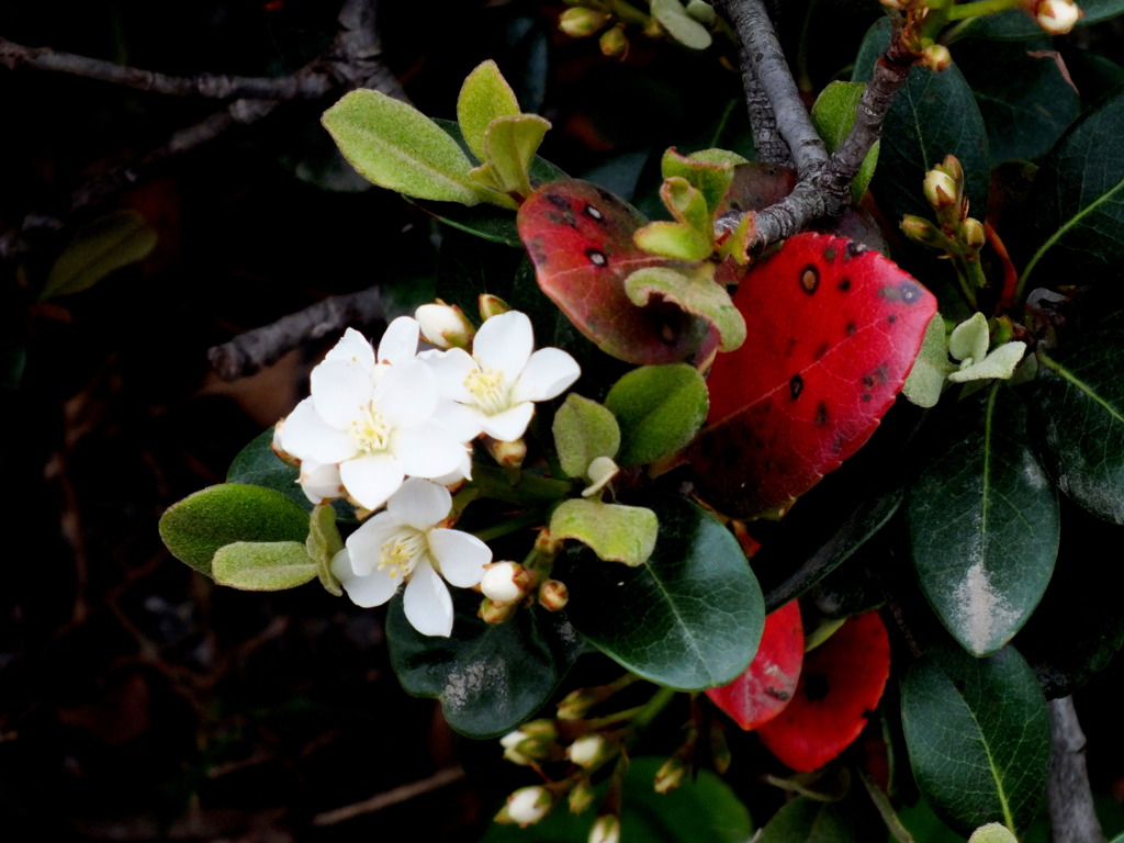 千住の公園の垣根のシャリンバイ