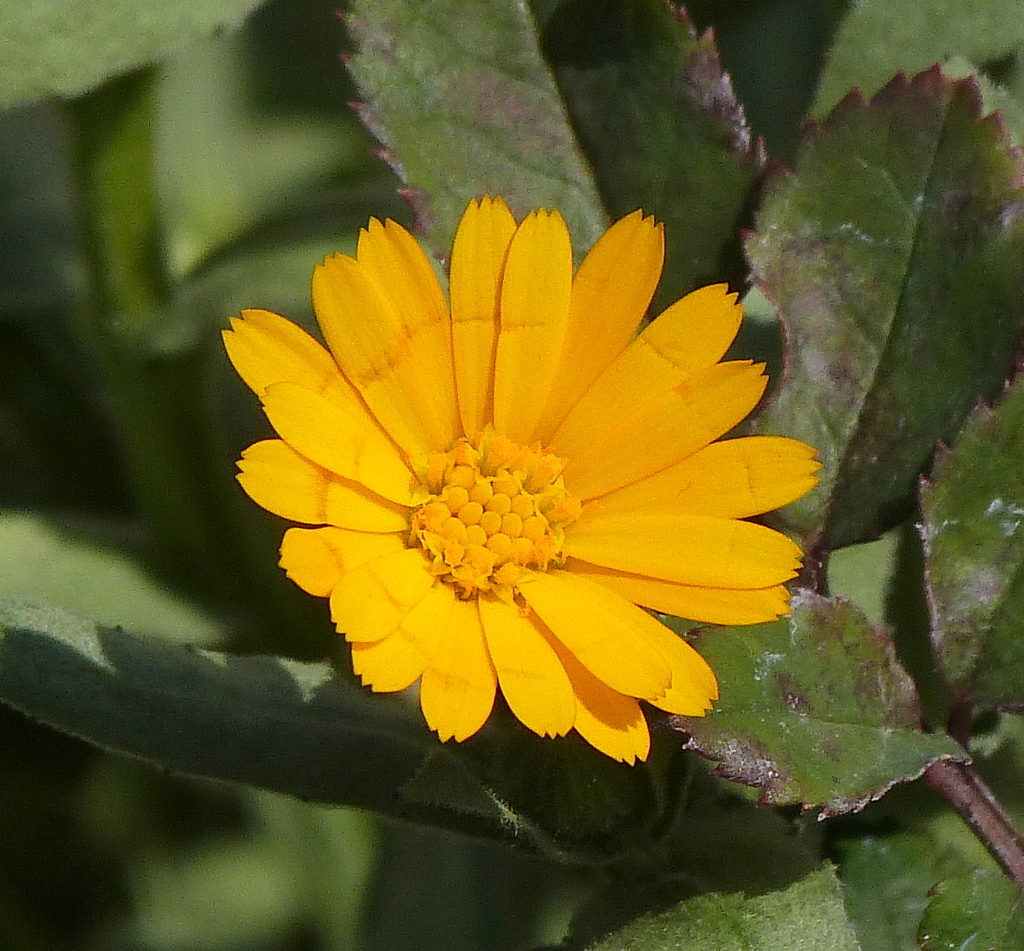 小さいキンセンカ、フユシラズ