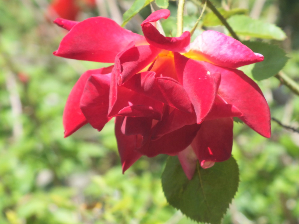 近所の赤いバラ