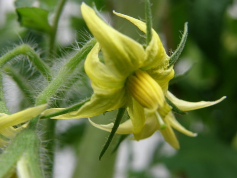 トマトの花、家のかな