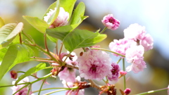 不忍池の里ザクラの梅護寺数珠掛け桜