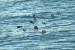 冷波の荒川に浮かぶカルガモたち
