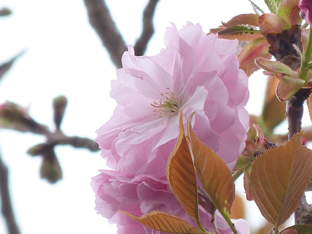 五色桜の一番有名な八重のピンクの寒山桜
