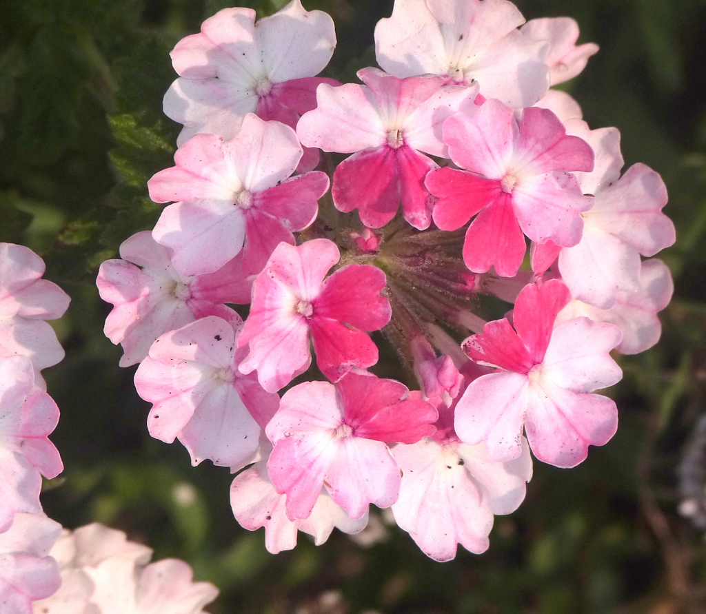 バーベナ・ピンクカフェ