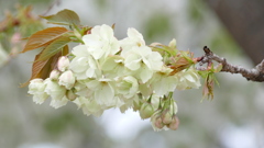 里ザクラの鬱金が咲きました
