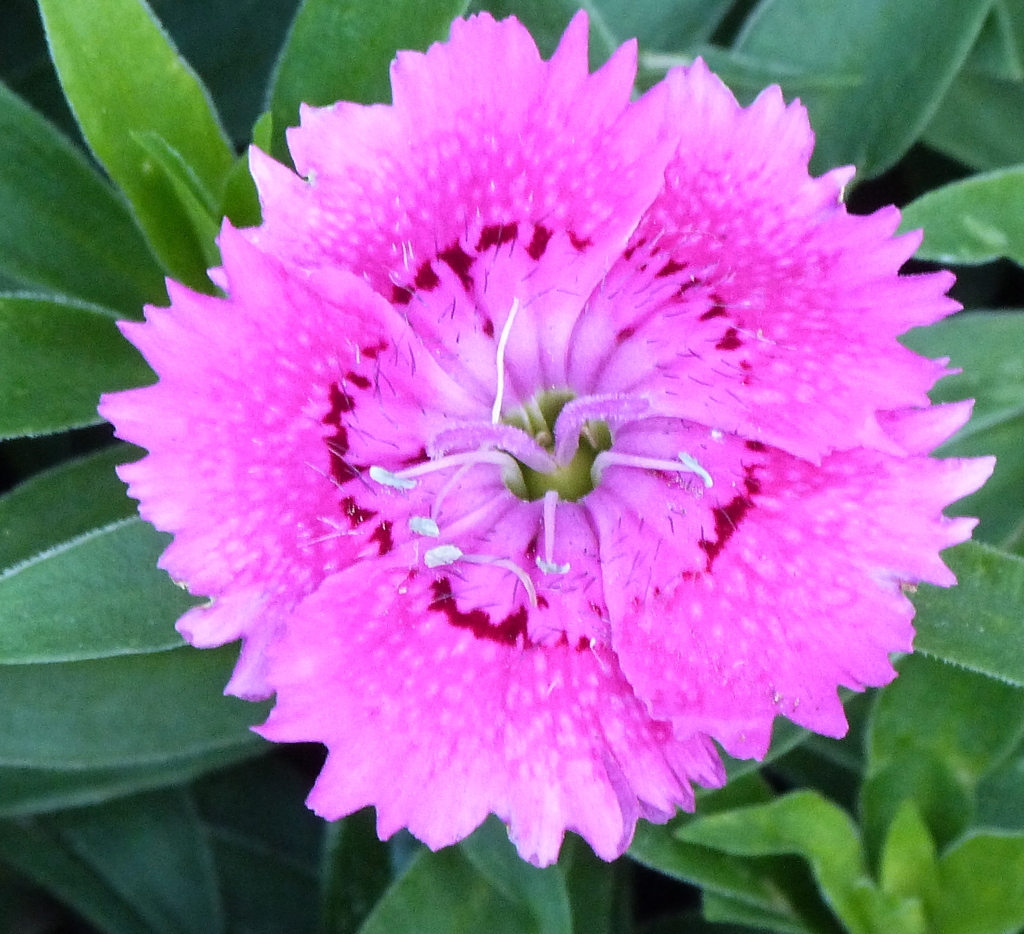 ダイアンサスナデシコ