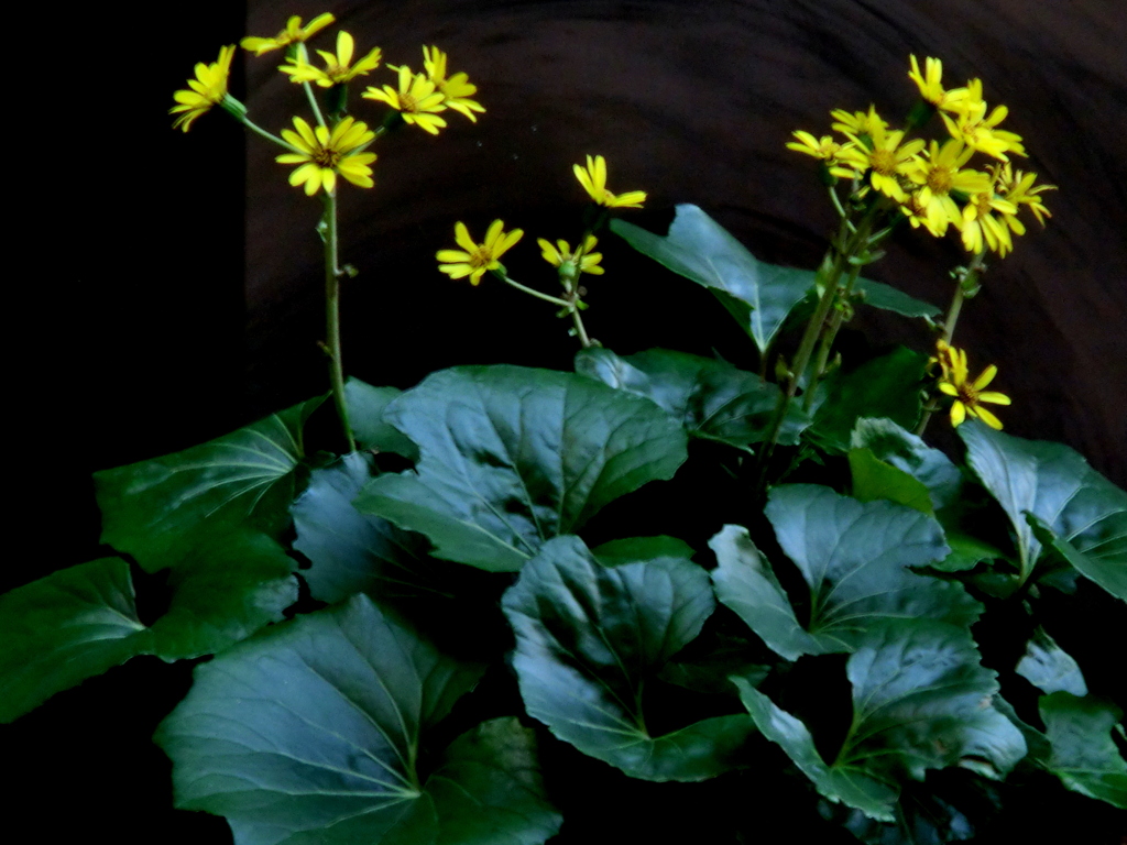 日暮里の地下に駐車場を持つビルの日陰に植えてあるツワブキ