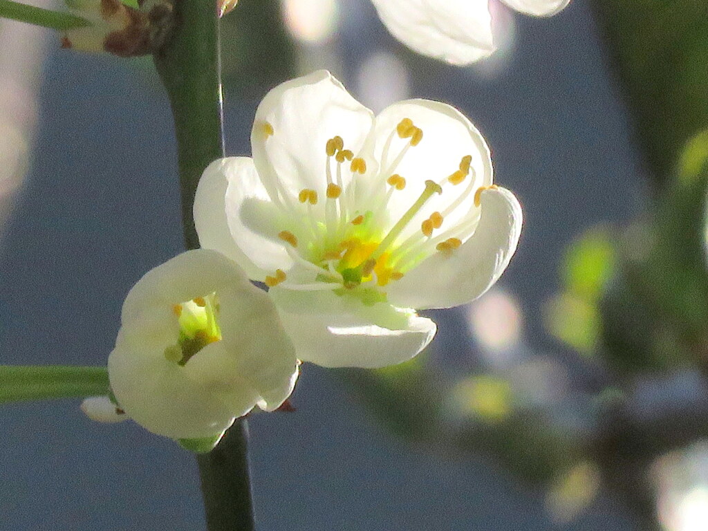 朝のスモモの花