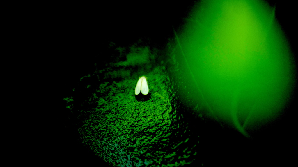 害虫コナダニの成虫