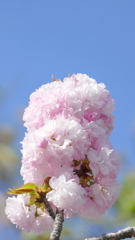 荒川堤の里ザクラの楊貴妃