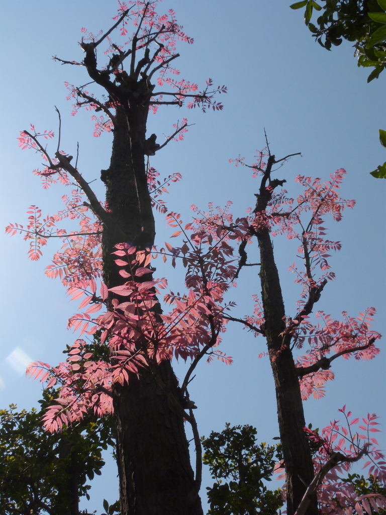 墨田区の初音森神社のチャンチン