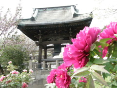 西新井大師の牡丹０１