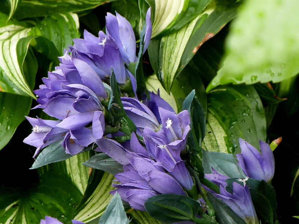 由布院の斑入りリンドウ（よく見るとぞうかかもしれな＾い）