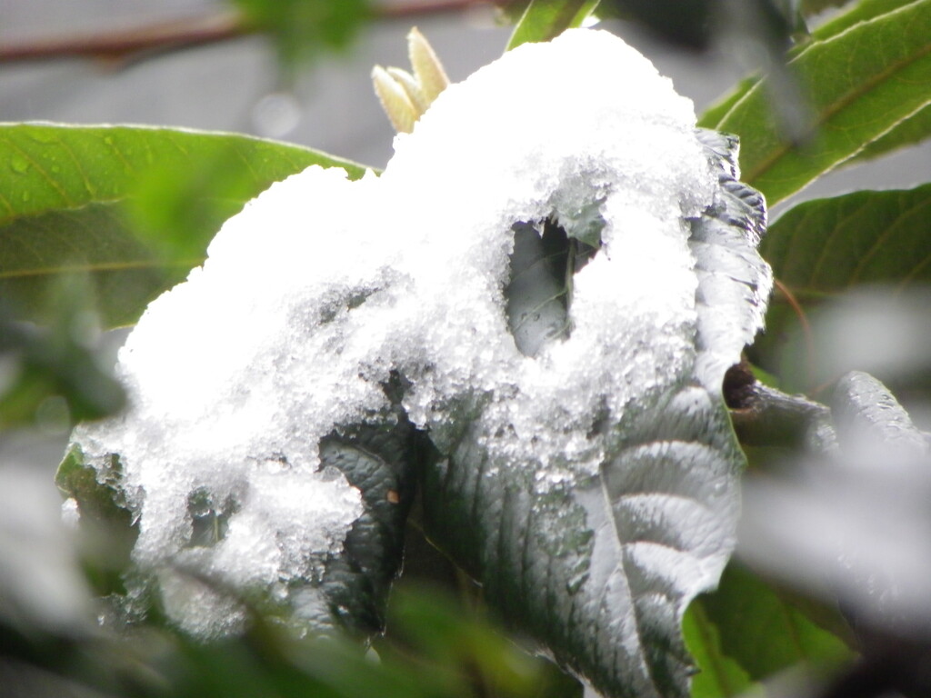 東京の残雪