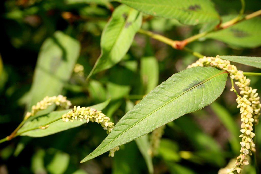 大イヌタデの葉