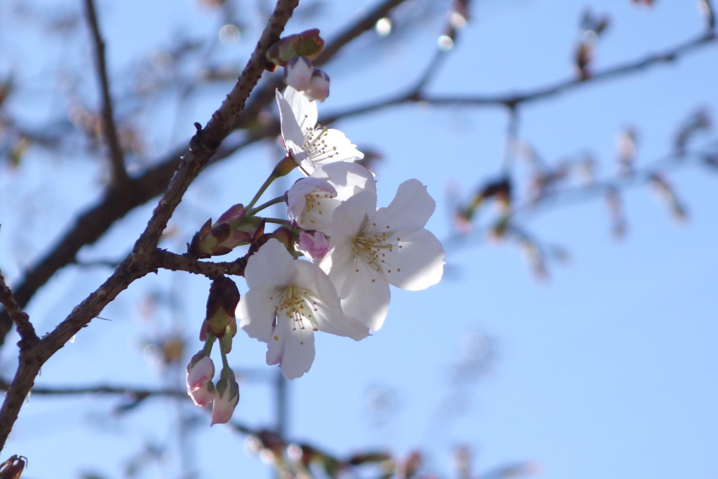 上野の吉野の山桜