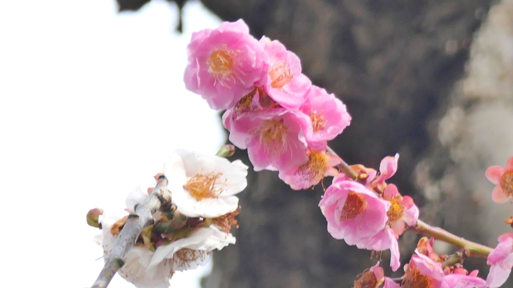 うめ・思いのまま