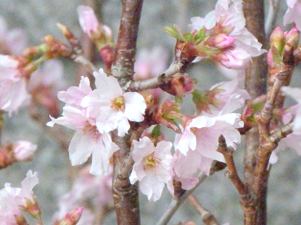 深川のビルの前の切り花の啓翁桜